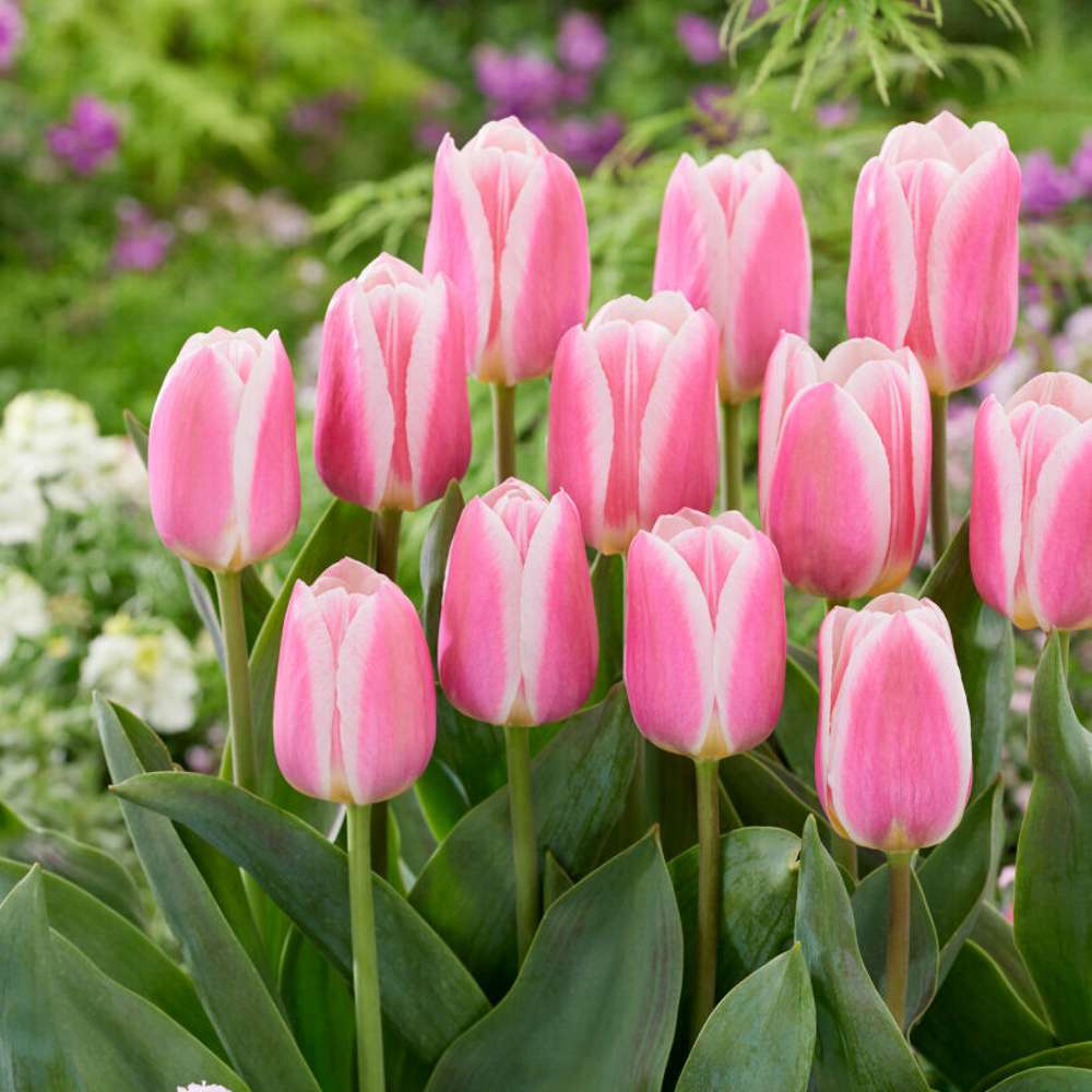 Tulipan 'Mandy's Choice'
